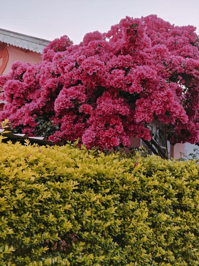 乔奥诺奥尔Camellia Heights 1&2住宿加早餐旅馆 外观 照片